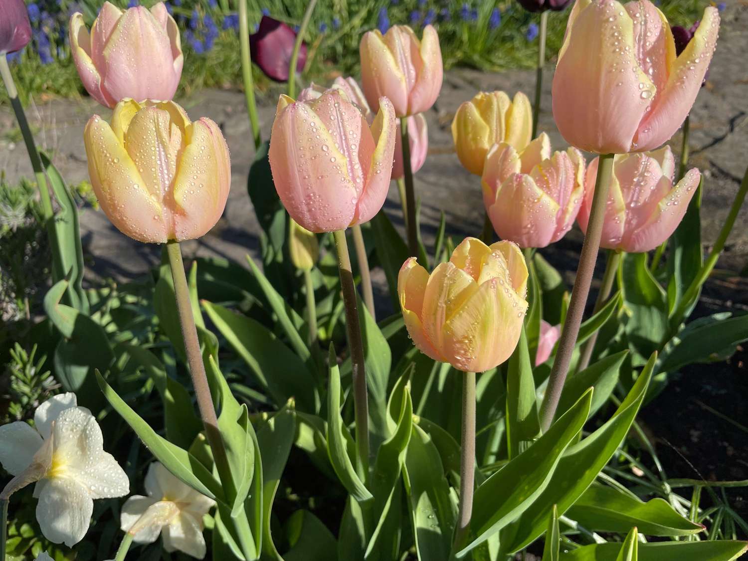 Tulppaani 'Mango Charm'